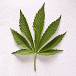 Cannabis-roken