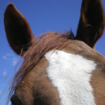 Is paardenvlees eigenlijk gezond?