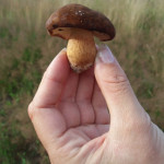 Advies: pluk geen paddenstoelen zelf! paddestoel