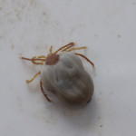 Week van de Teek: voorkom de ziekte van Lyme