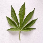 cannabis