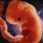 6_weken_zwanger_klein