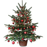 kerstboom