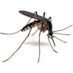 Het ultieme antimuggenmiddel ontdekt?