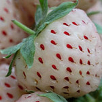 Pineberry: witte aardbei met ananassmaak