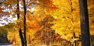 Tips voor meer energie tijdens de herfst herfst