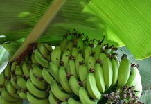 Hoe gezond is banaan voor je? banaan