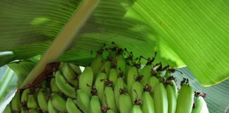 Hoe gezond is banaan voor je? banaan