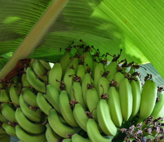 Hoe gezond is banaan voor je? banaan