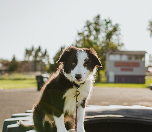 Puppy Training Tips: 5 hondengeheimen voor een goede opvoeding